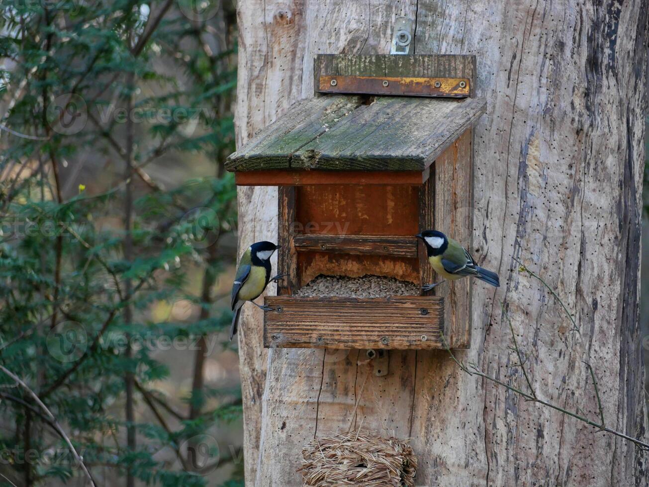 Two tomtits in a birdhouse eating seeds on the background of green trees photo