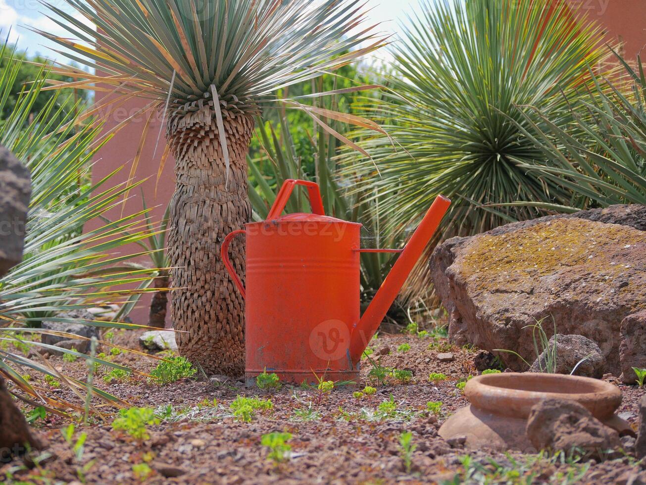 An orange watering can stands on the sand in the garden among small palm trees photo