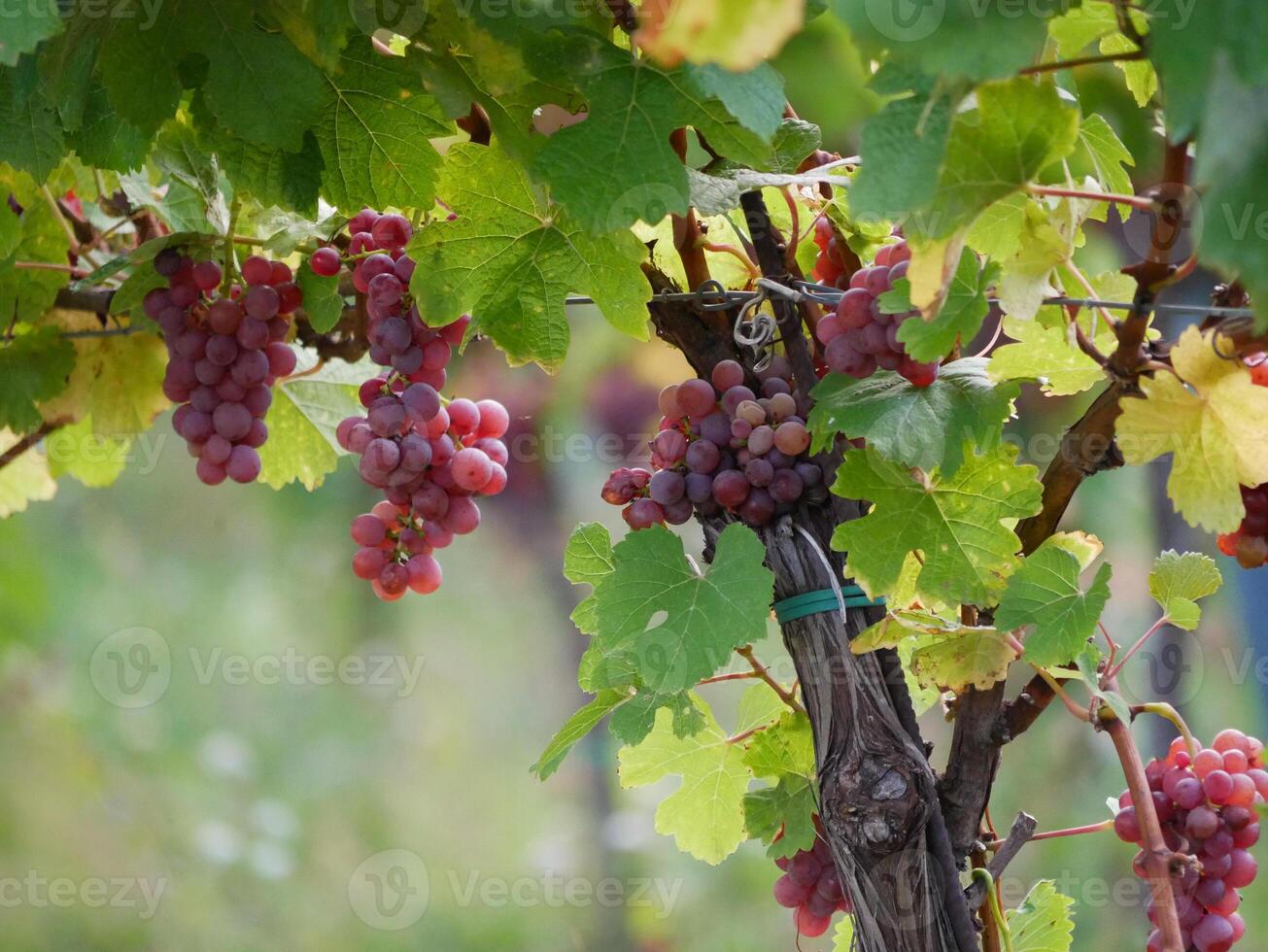 Ripe wine grapes hanging on vine in grape leaves. Close-up bunch of red blue grape growing in vineyard. Autumn harvest of grapes. Grapes cultivation for the production of wine photo