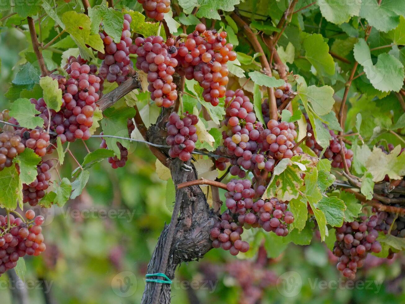 Ripe wine grapes hanging on vine in grape leaves. Close-up bunch of red blue grape growing in vineyard. Autumn harvest of grapes. Grapes cultivation for the production of wine photo