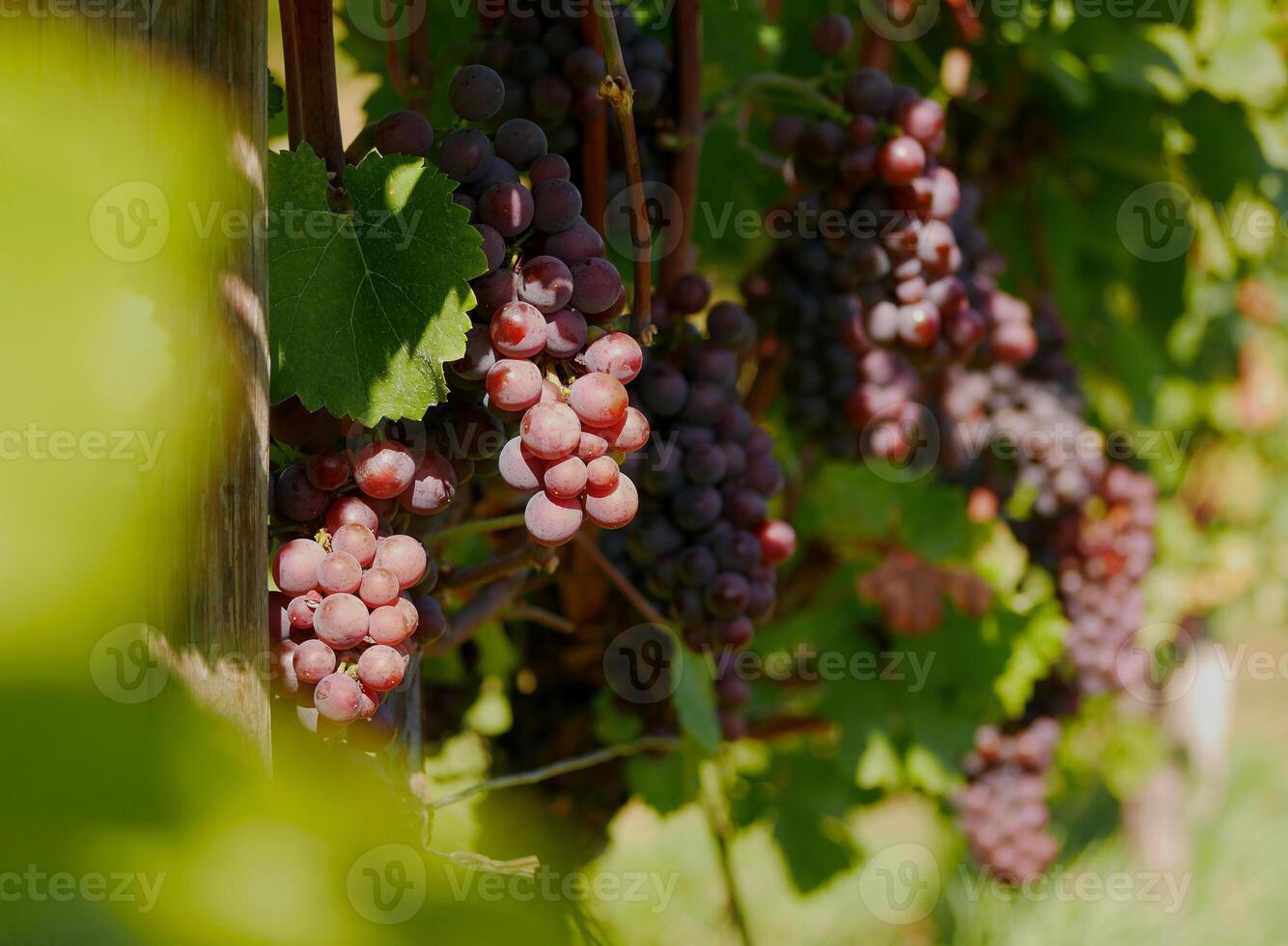 Ripe wine grapes hanging on vine in grape leaves. Close-up bunch of red blue grape growing in vineyard. Autumn harvest of grapes. Grapes cultivation for the production of wine photo