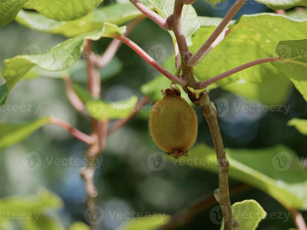 Kiwi fruit growing on a tree photo