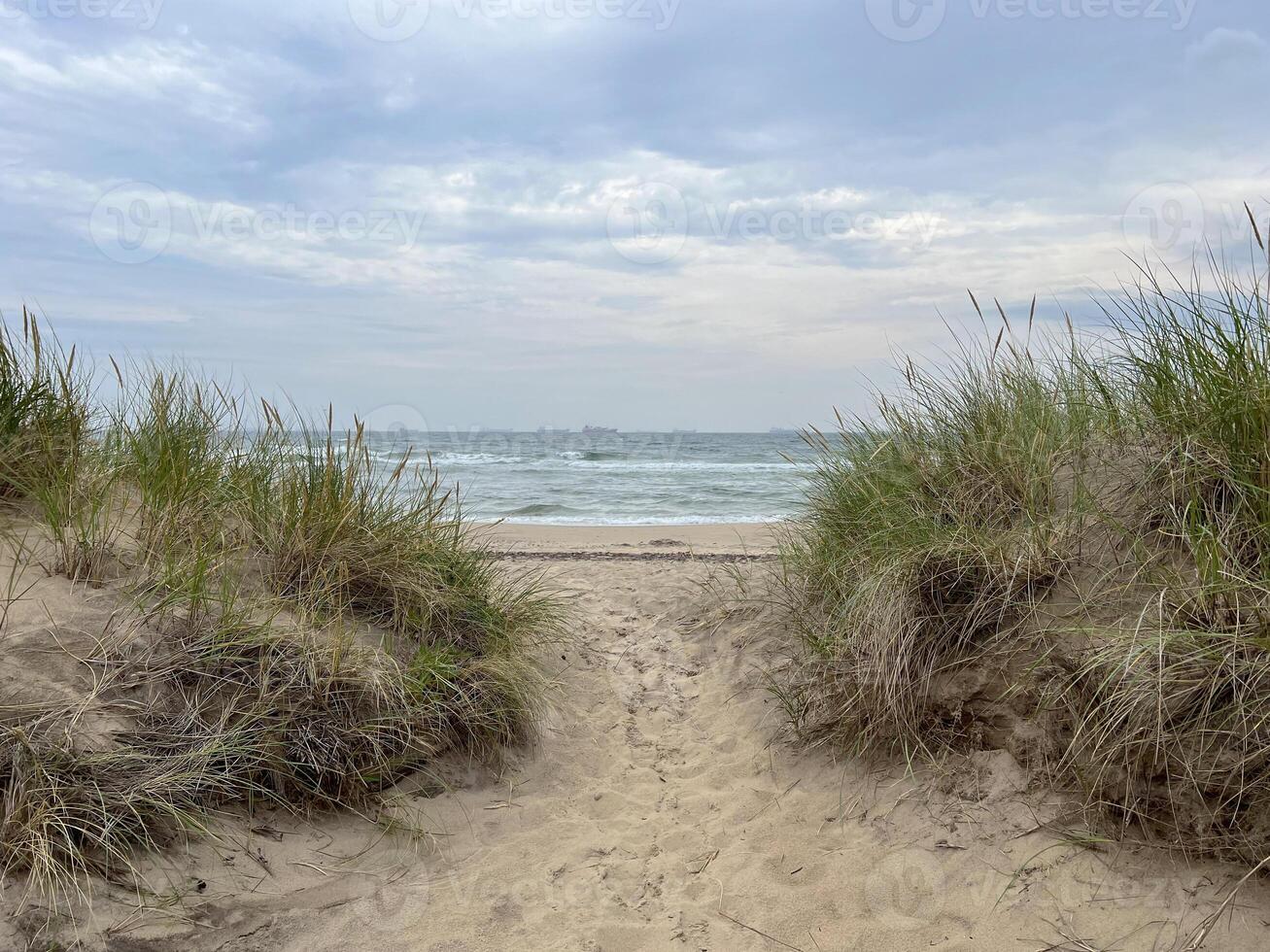 Sand dune with marram grass on the seashore, Skagen beach, Denmark photo