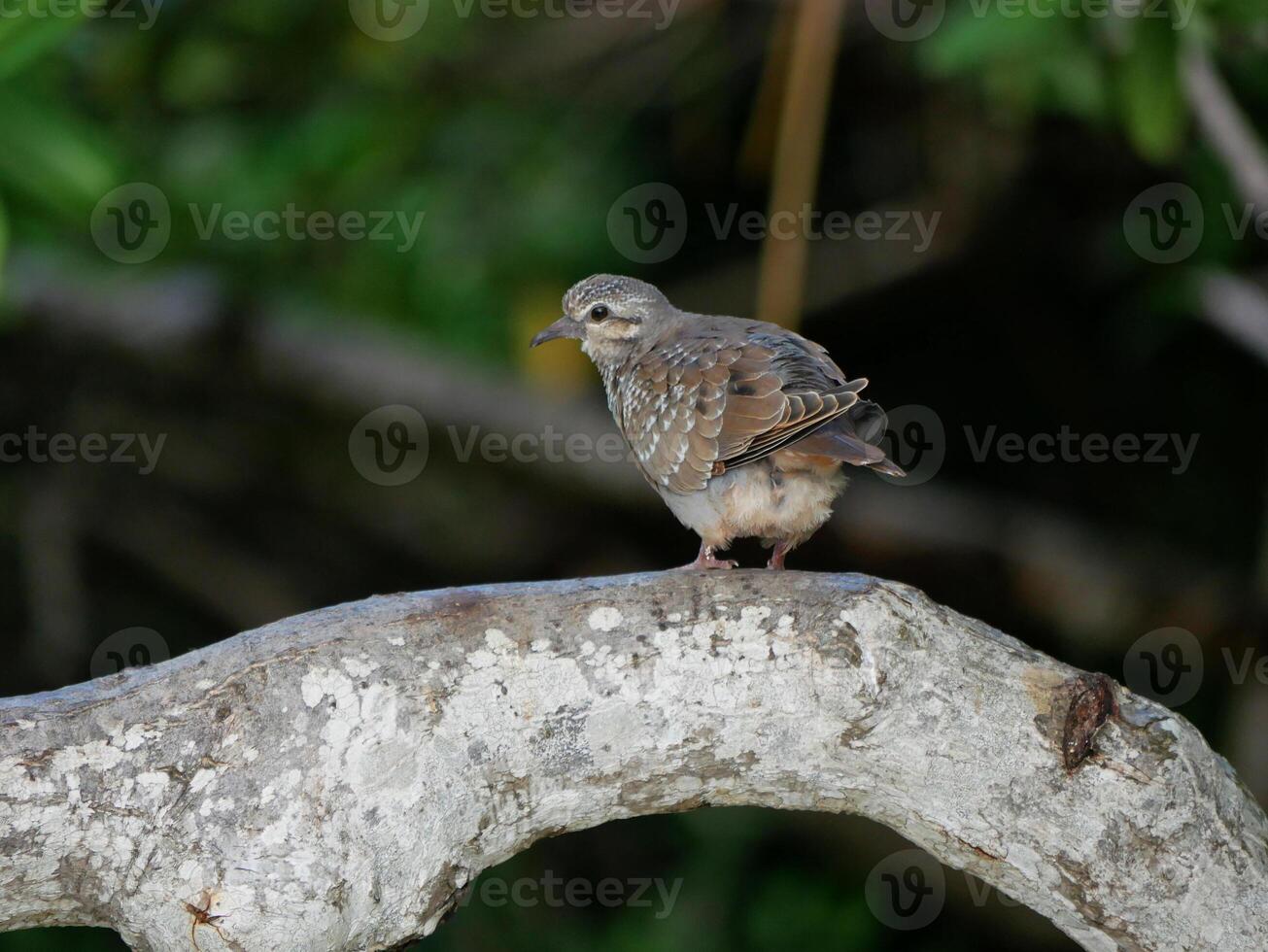 Small cute bird on a tree branch photo