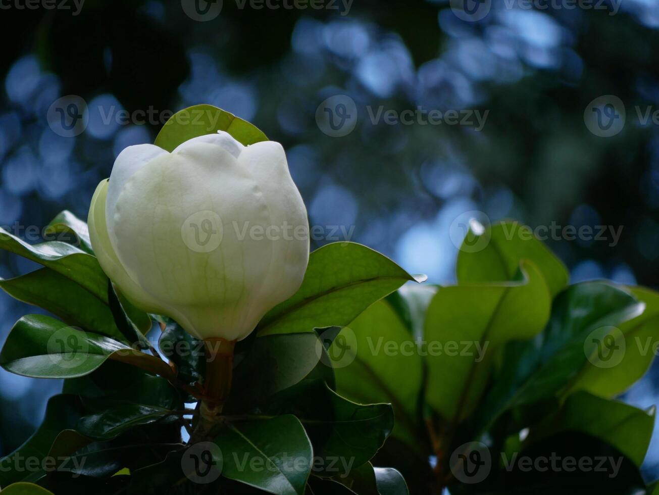 Huge white Magnolia flower at the backgound of green leaves photo