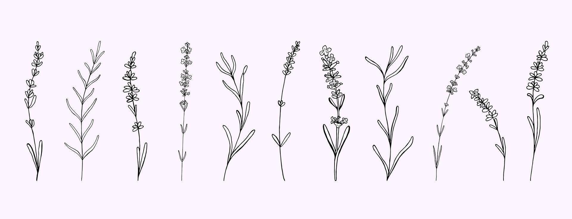 Lavender doodle vintage flowers branch set. Floral hand drawn isolated outline black outline silhouette elements for design vector