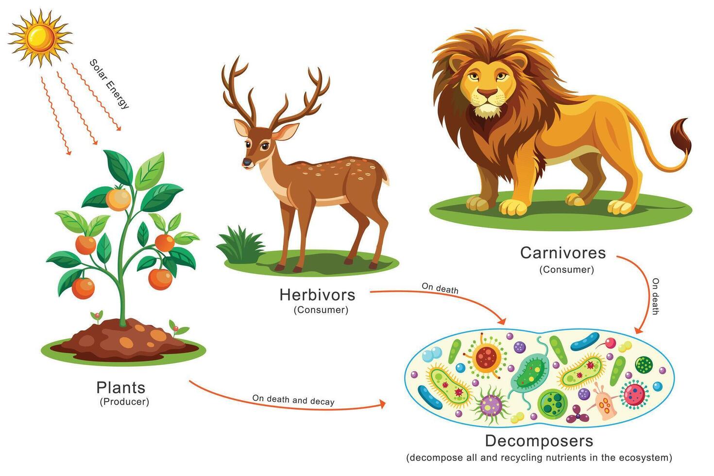 Solar energy flows to plants, herbivores, carnivores, and finally microbes decompose all stages vector