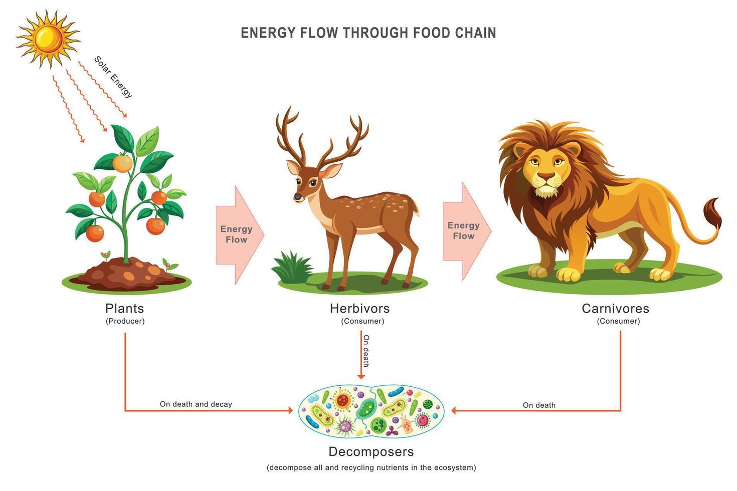 Energy flows from the sun to plants, herbivores, carnivores, and decomposers in the food chain vector