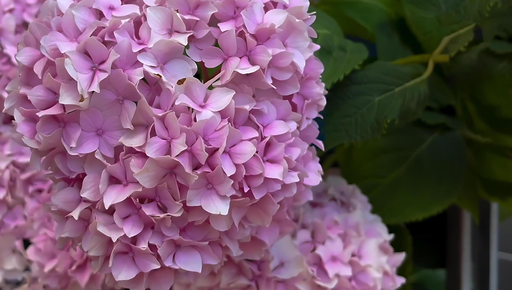 Blooming of Hydrangea macrophylla flower photo