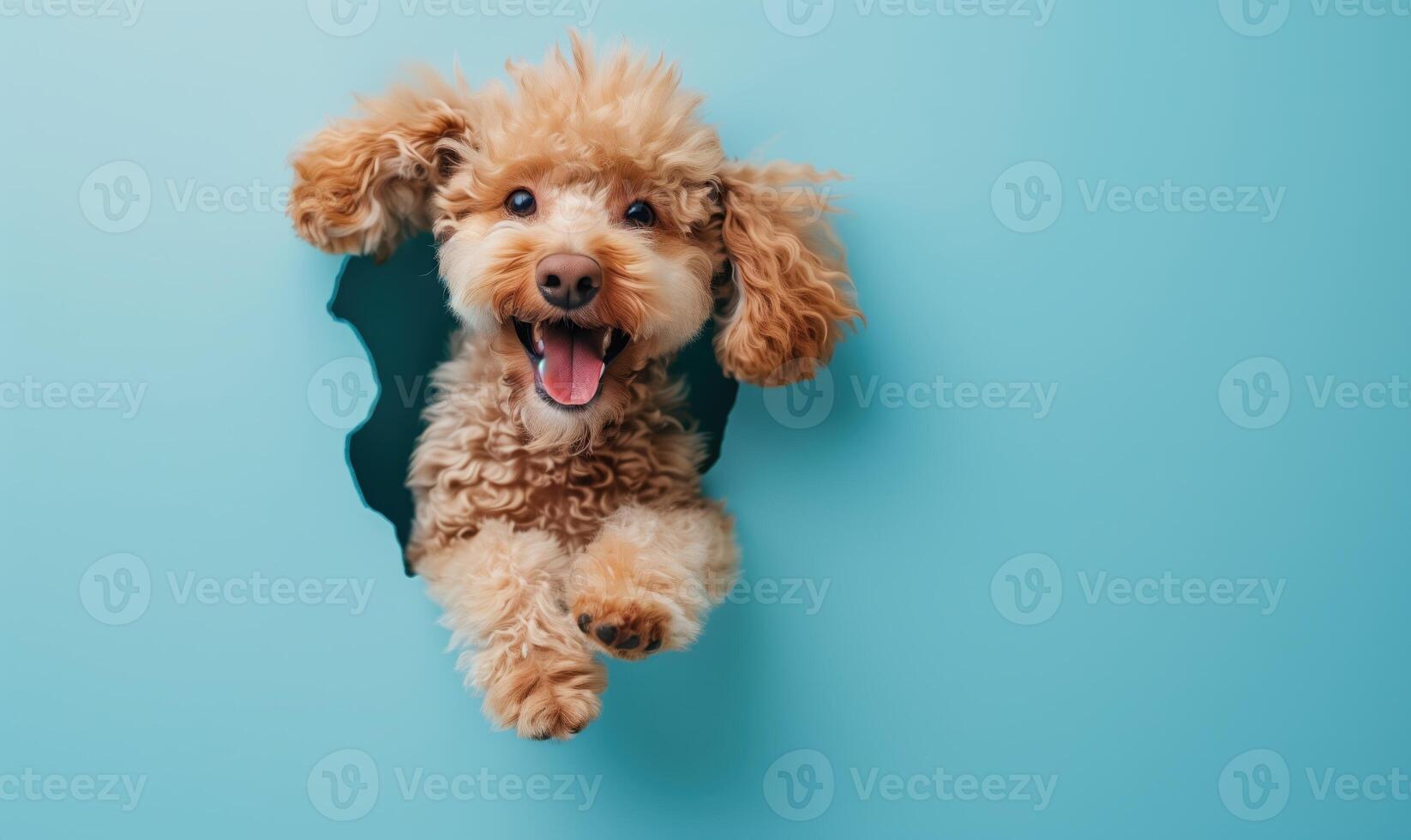 Adorable Brown Poodle Playfully Sticking Head Through Blue Background with a Joyful Expression photo
