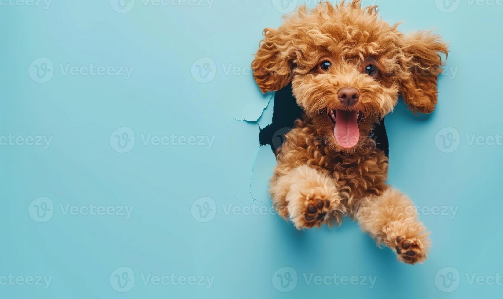Adorable Brown Poodle Dog Joyfully Peeking Through a Vibrant Blue Wall with Excitement and Curiosity photo