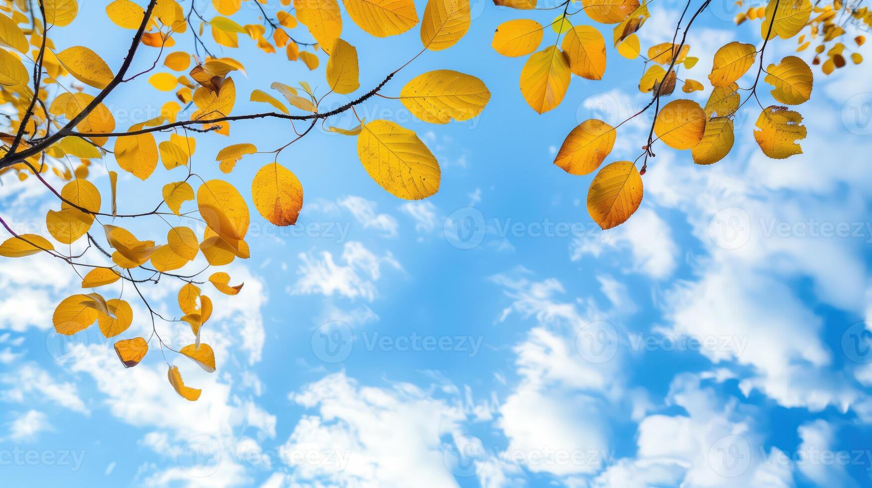 Yellow Autumn Leaves Against a Bright Blue Sky with White Clouds photo