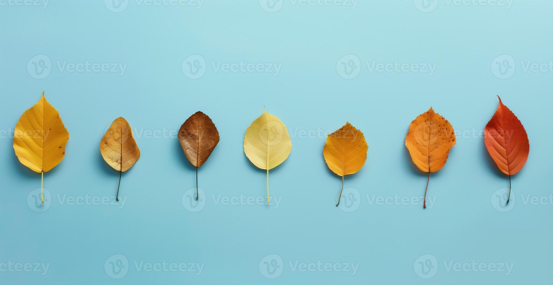 Autumn Leaves Arranged In Order On Blue Background Capturing Fall Colors photo