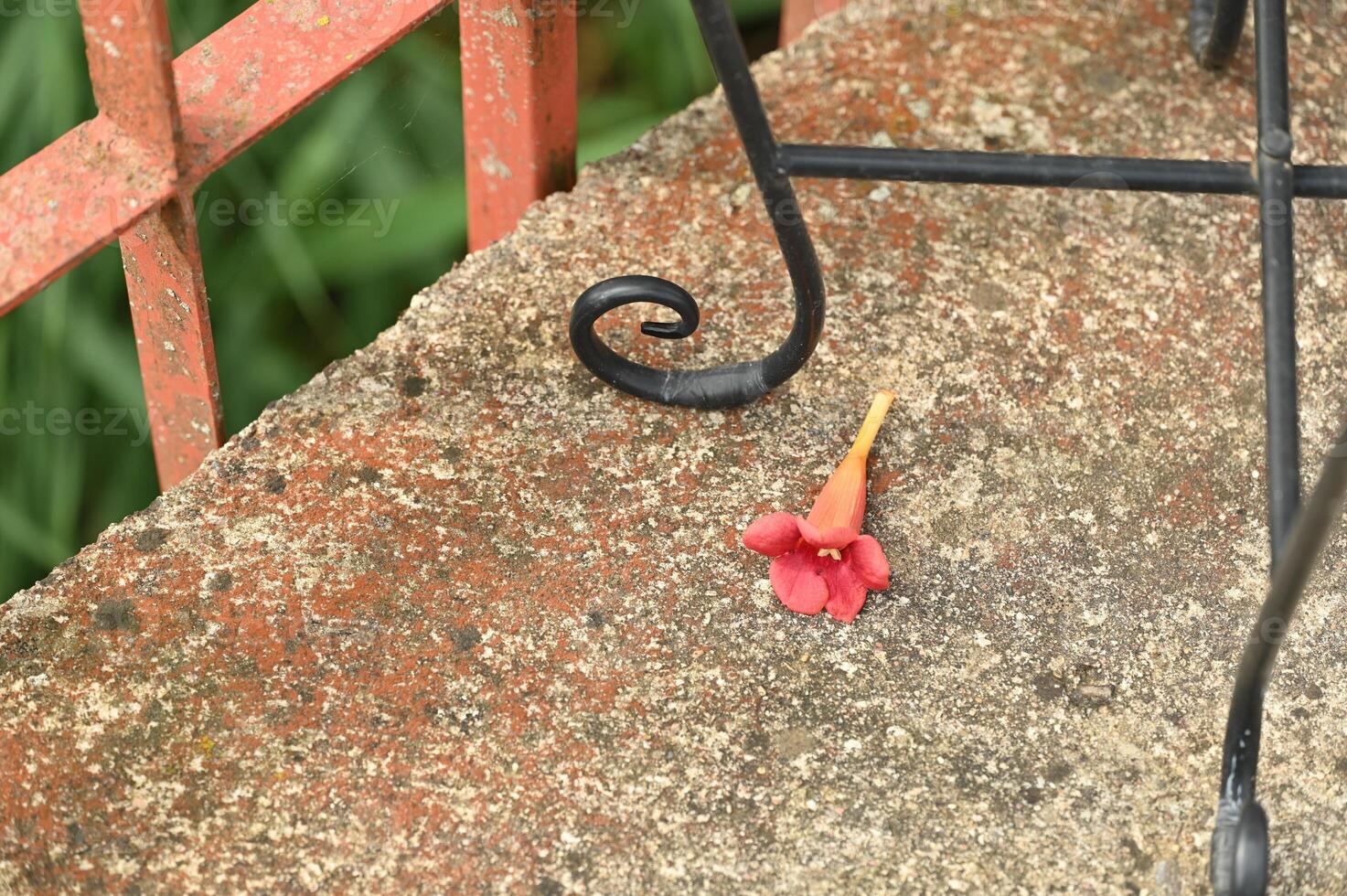 a flower laying on the ground next to a metal railing photo