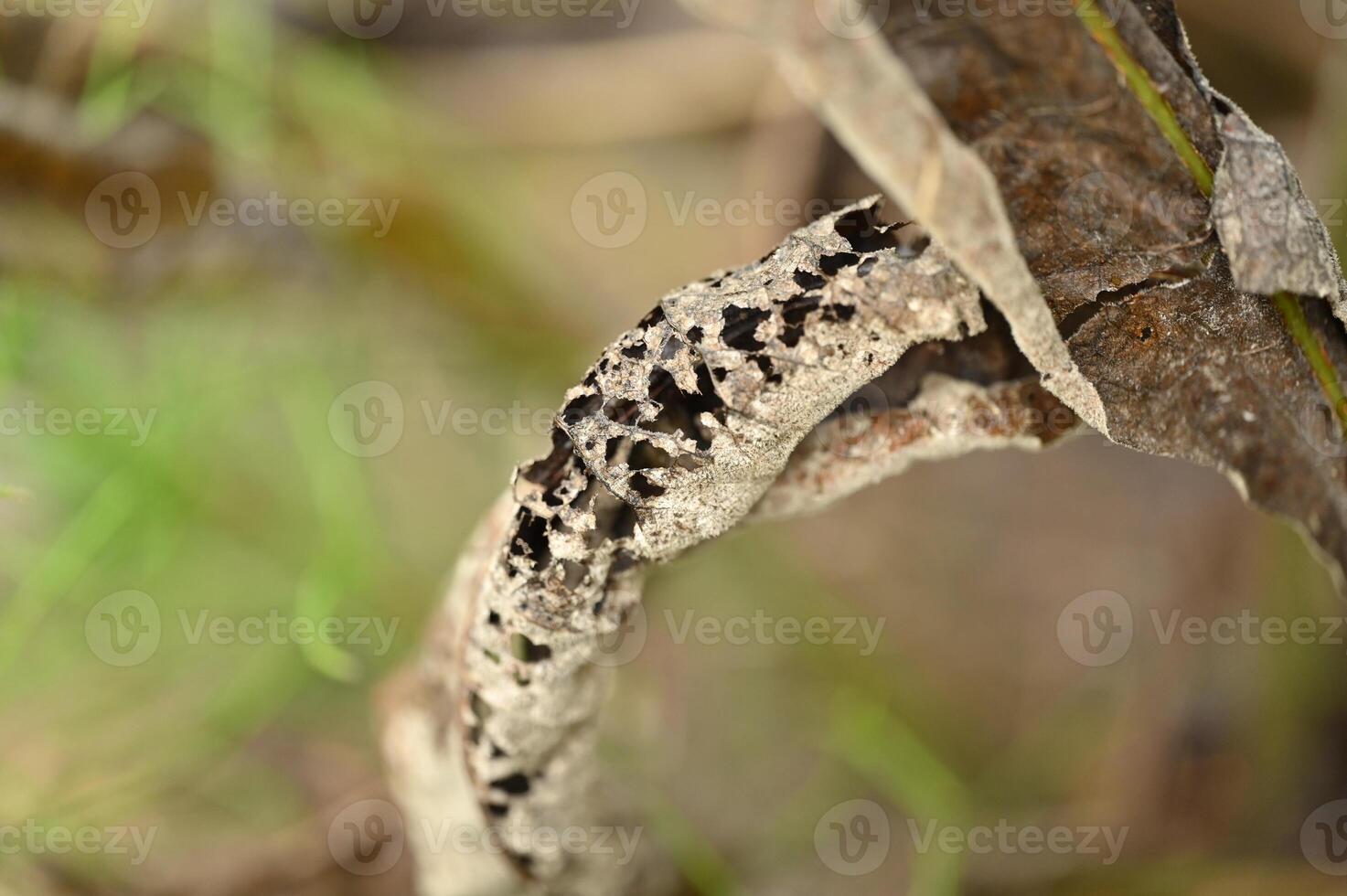 a close up of a dead tree branch with a black spot on it photo