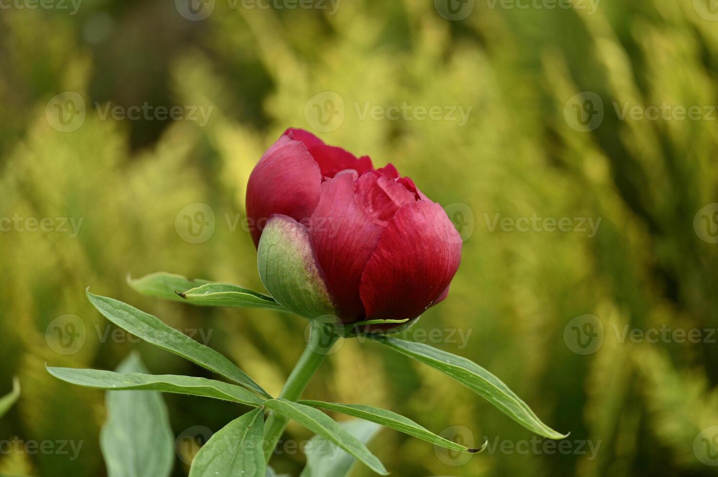 a red peony flower in front of a green plant photo