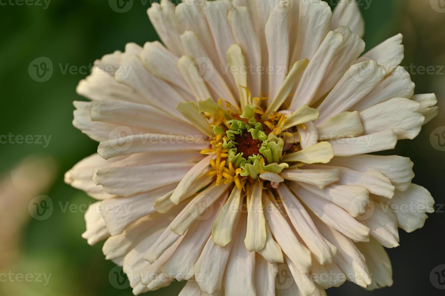 a close up of a flower with a green center photo