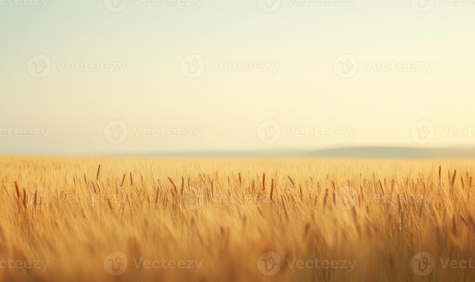 Serene wheat field, golden stalks, gentle wind photo