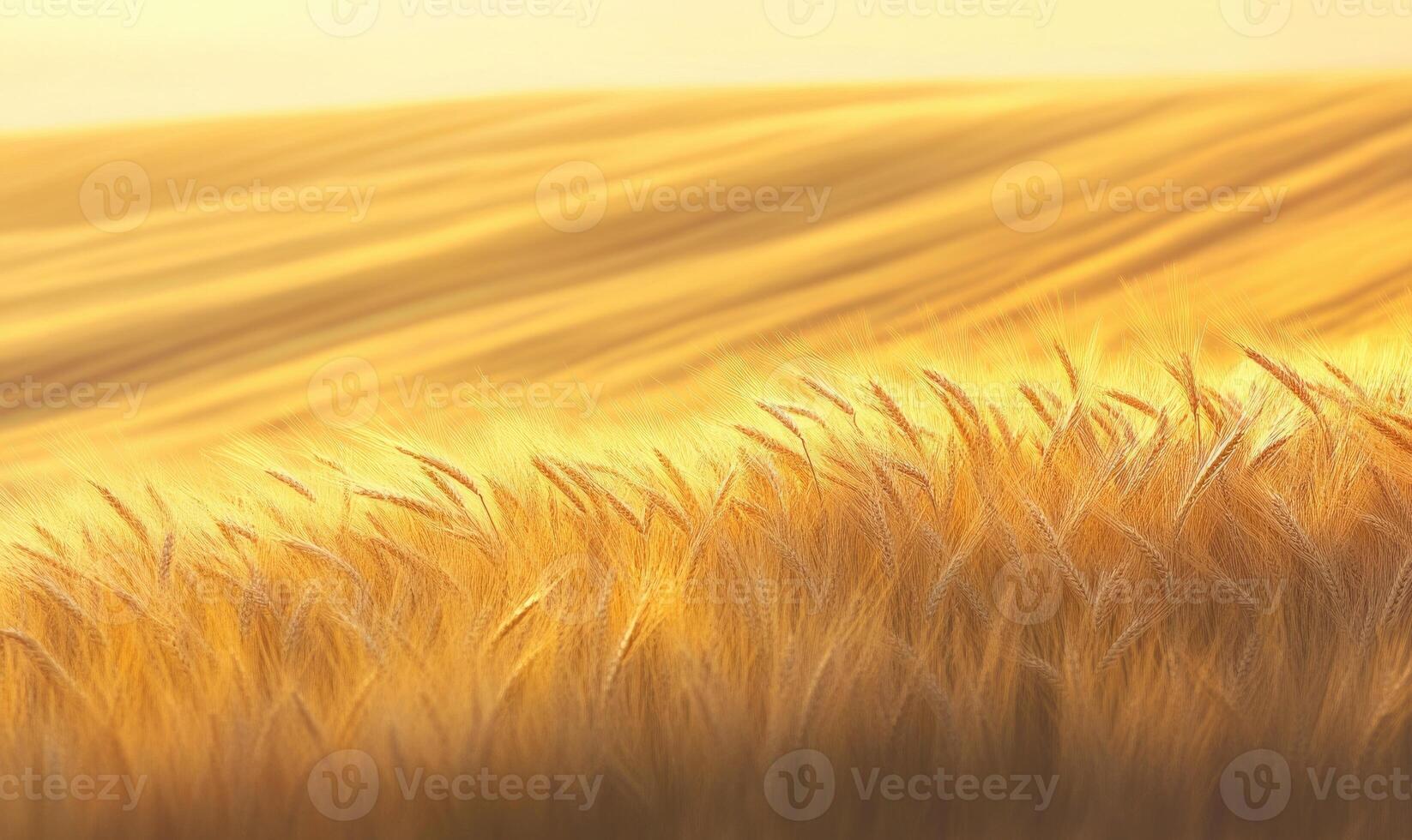 Serene wheat field, golden stalks, gentle wind photo