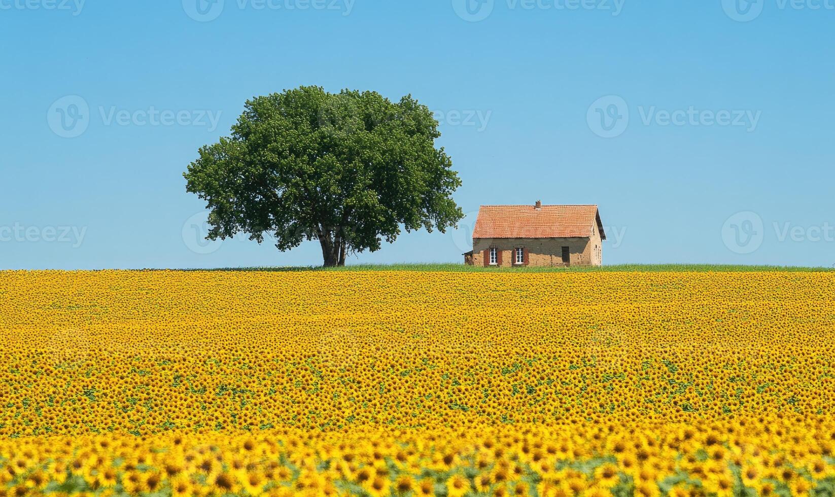 Sunflower field with distant farmhouse photo
