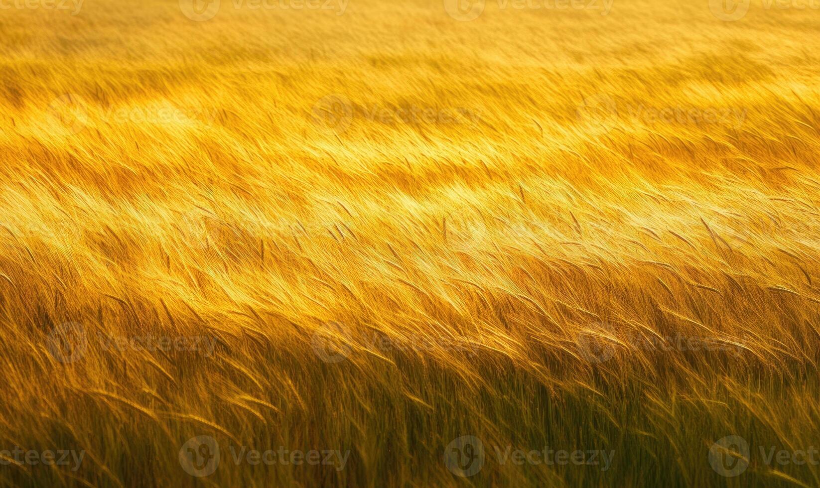 Tranquil wheat field, golden hues, gentle breeze photo