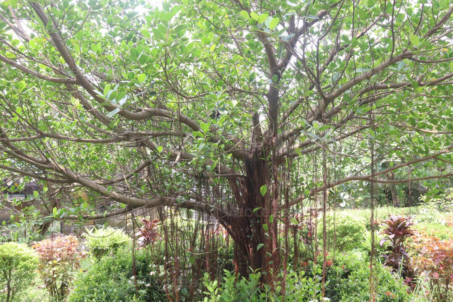 The banyan tree on garden photo