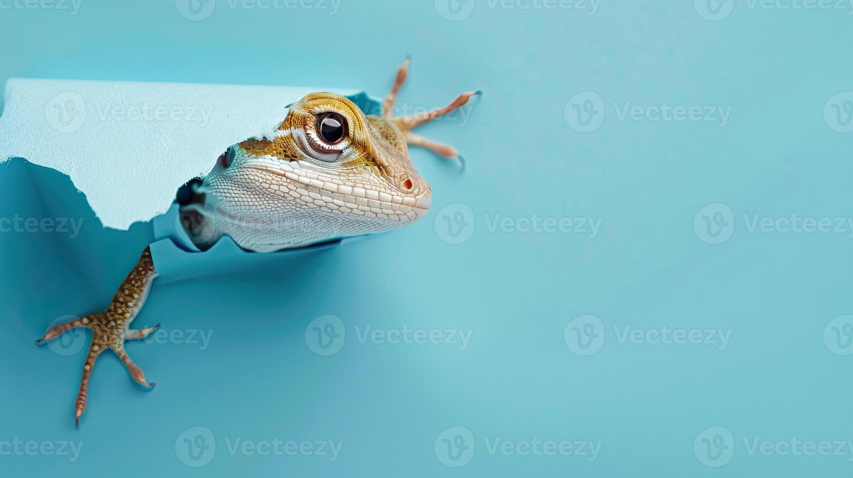 cute anole peeking through a hole photo