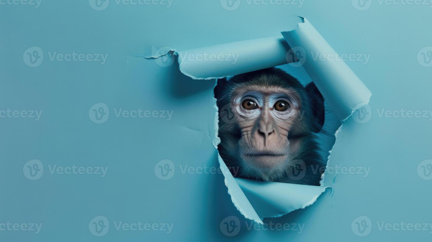 cute ape peeking through a hole photo