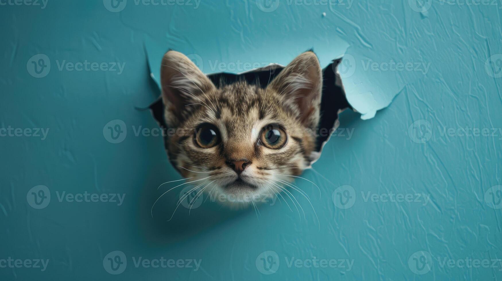 cute carnivora peeking through a hole photo