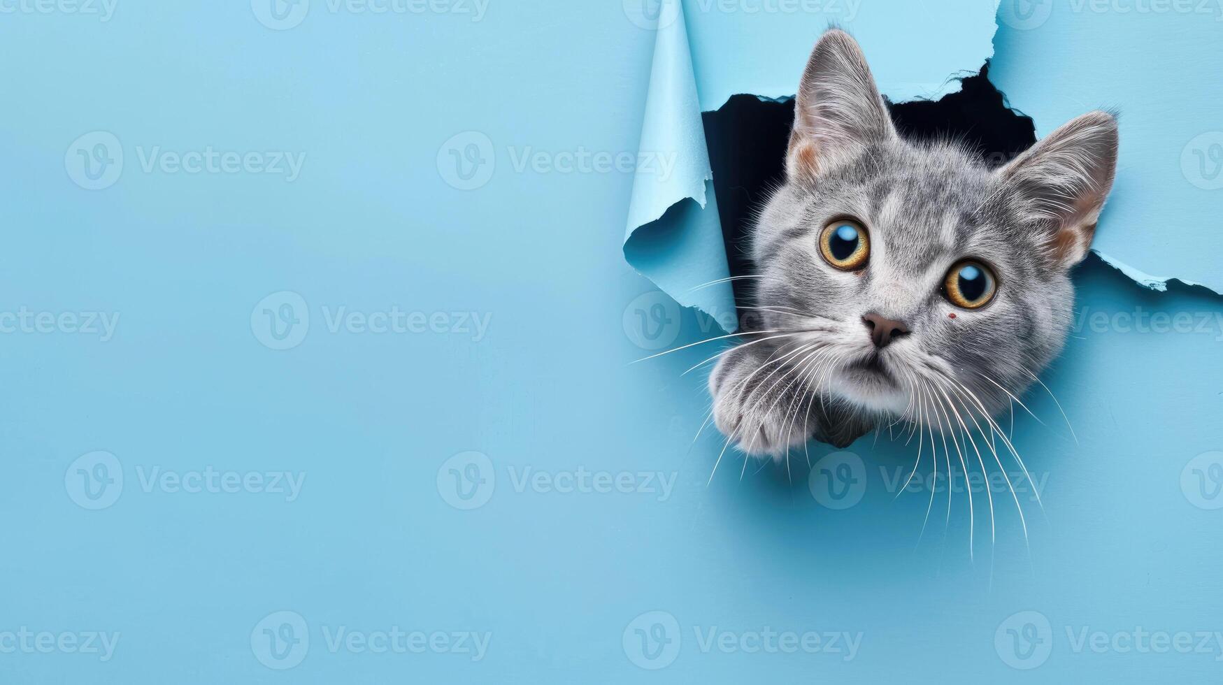 cute carnivora peeking through a hole photo