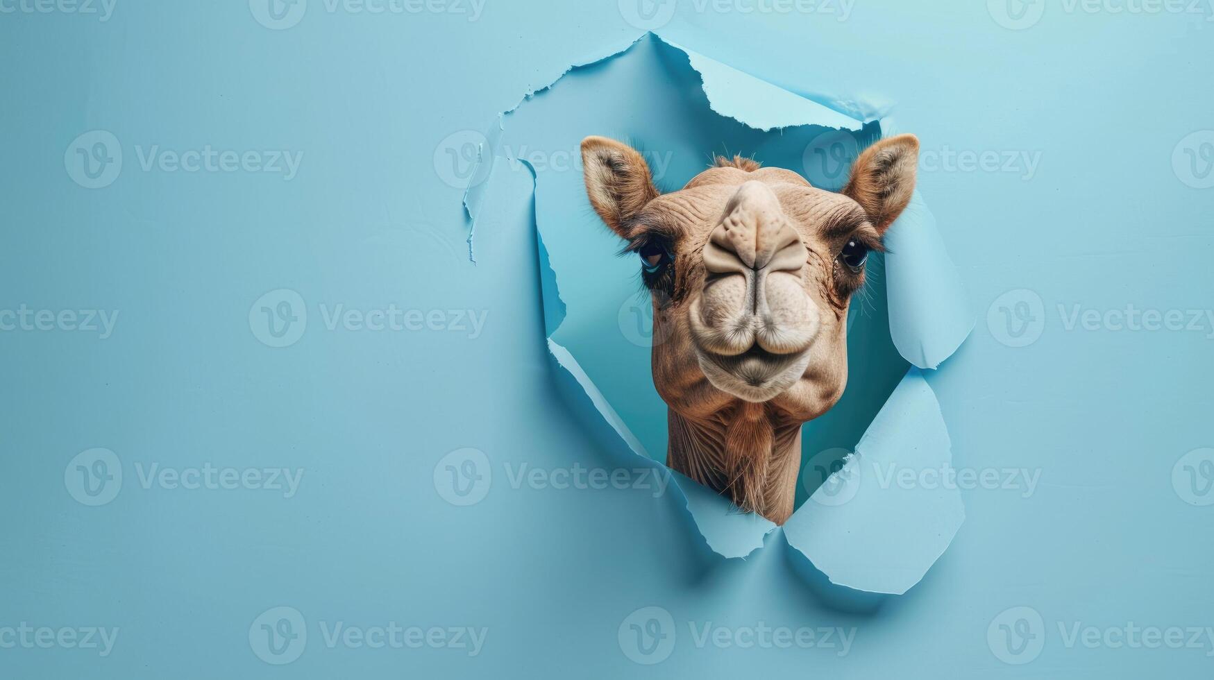 cute camel peeking through a hole photo