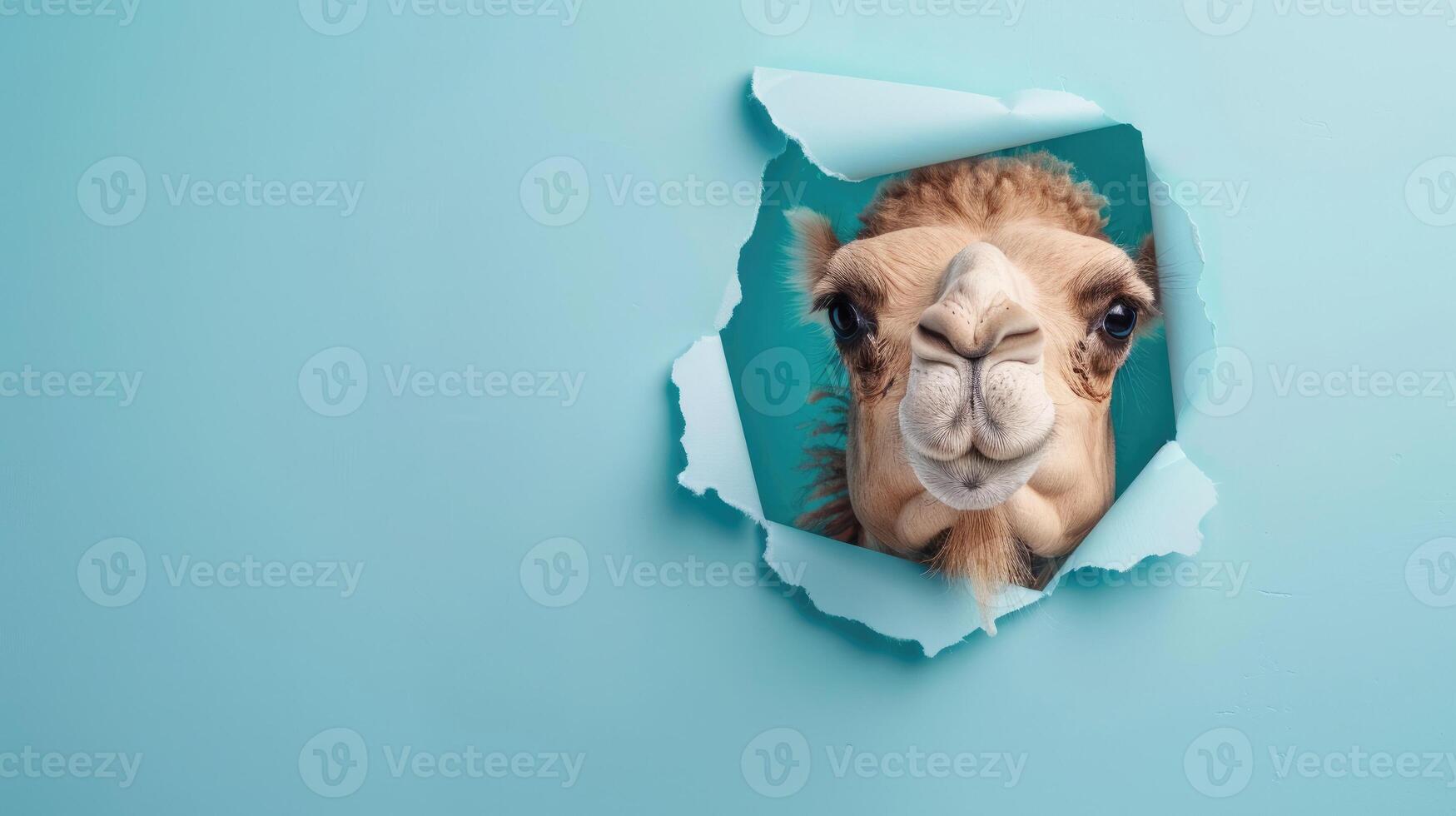 cute camel peeking through a hole photo