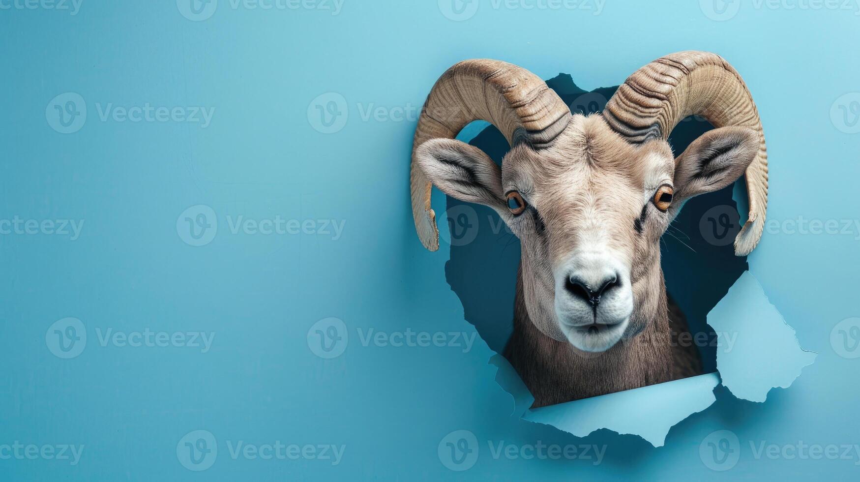 cute bighorn sheep peeking through a hole photo
