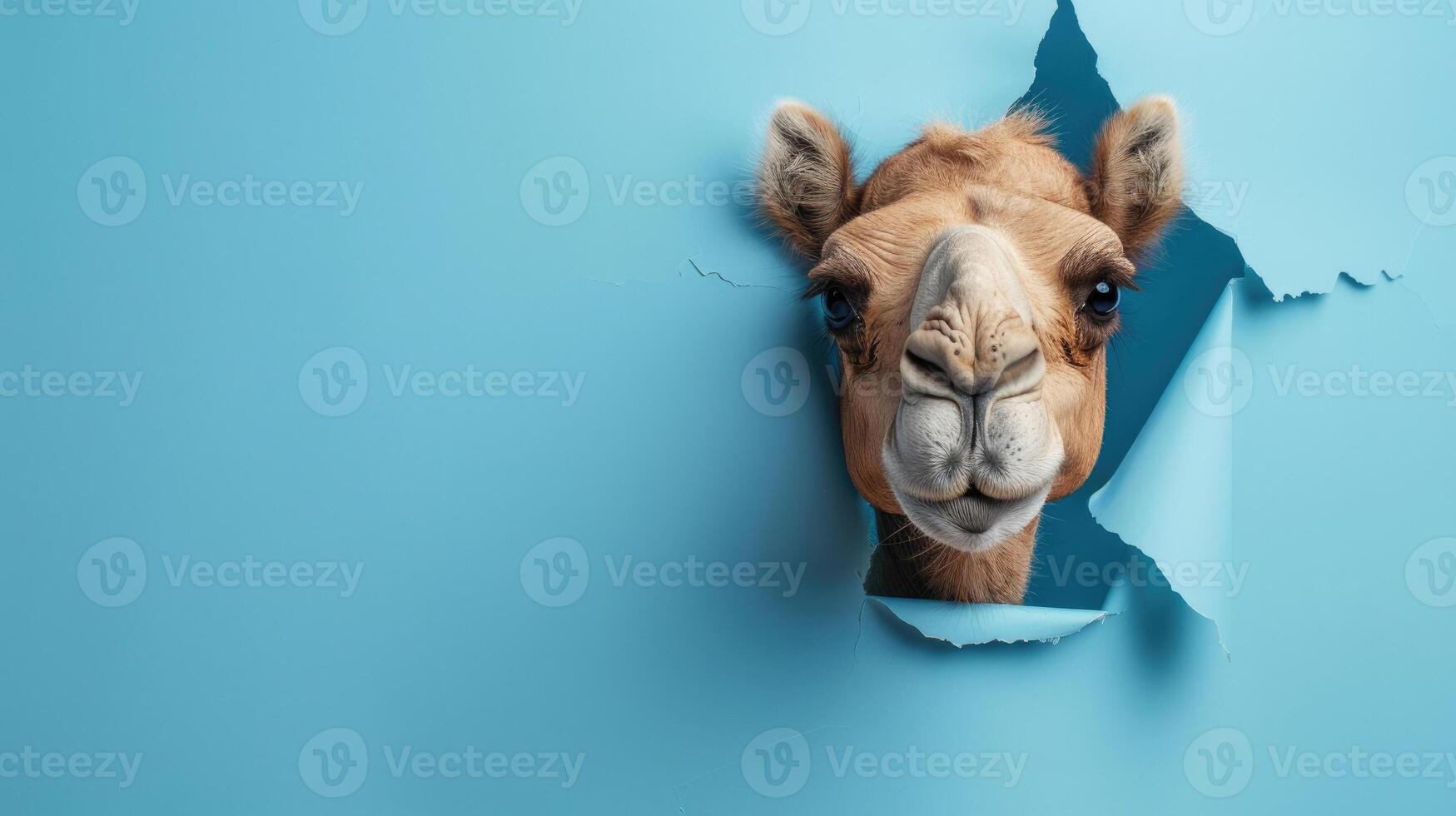 cute bactrian camel peeking through a hole photo