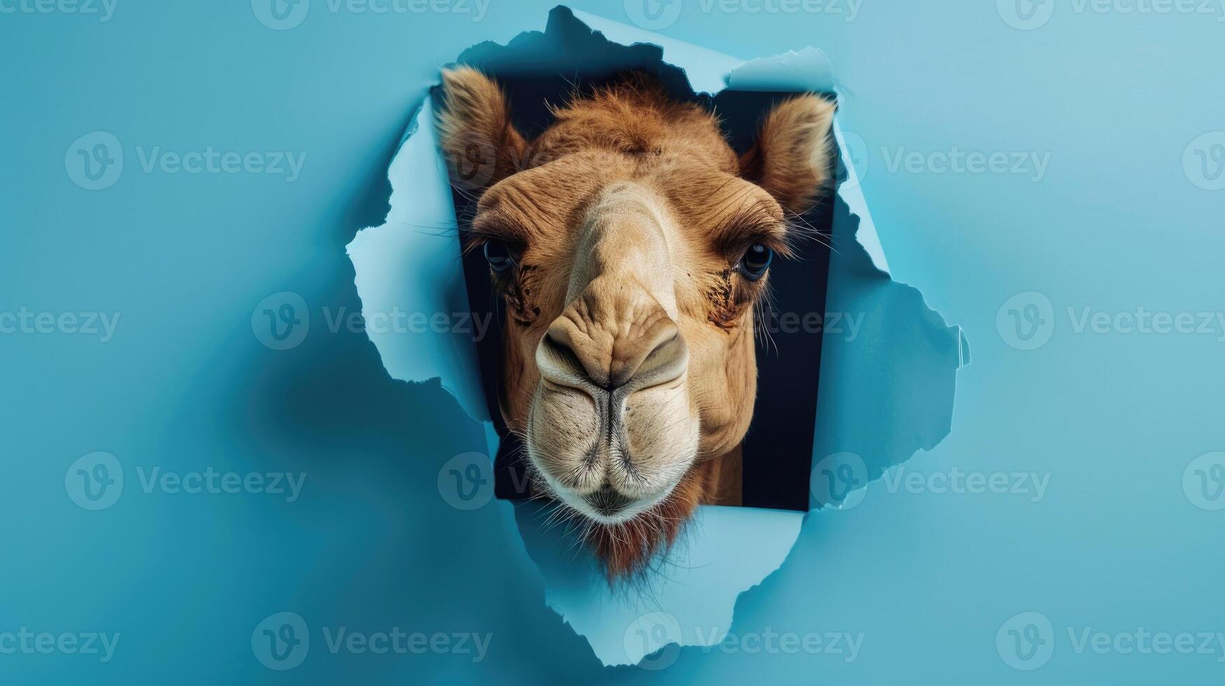cute bactrian camel peeking through a hole photo