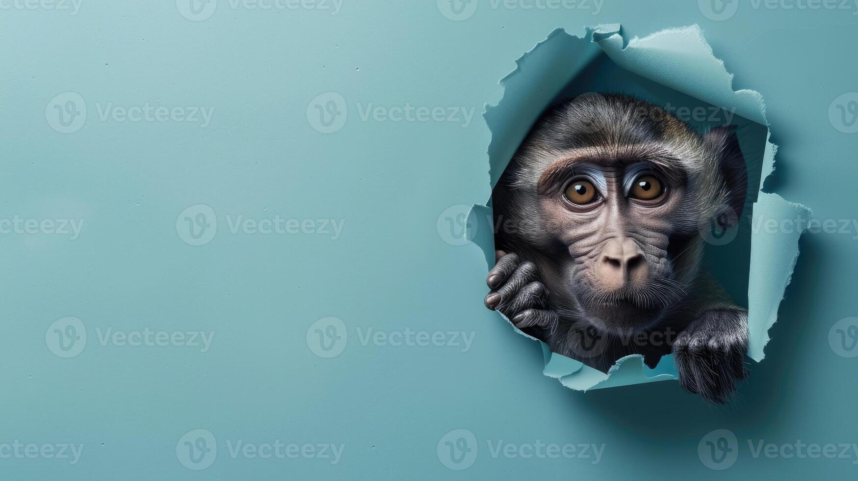 cute baboon peeking through a hole photo