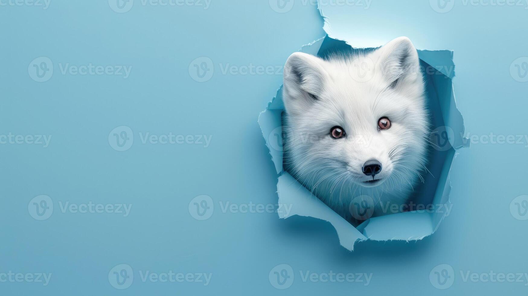 cute arctic fox peeking through a hole photo