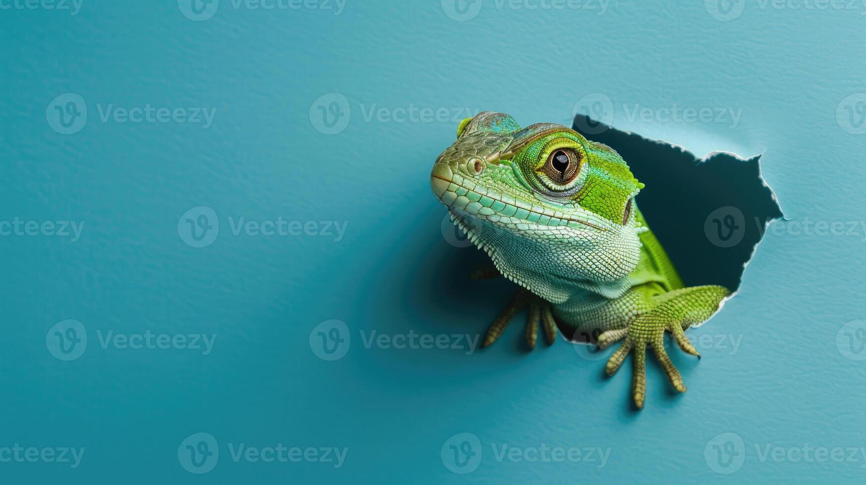 cute anole peeking through a hole photo
