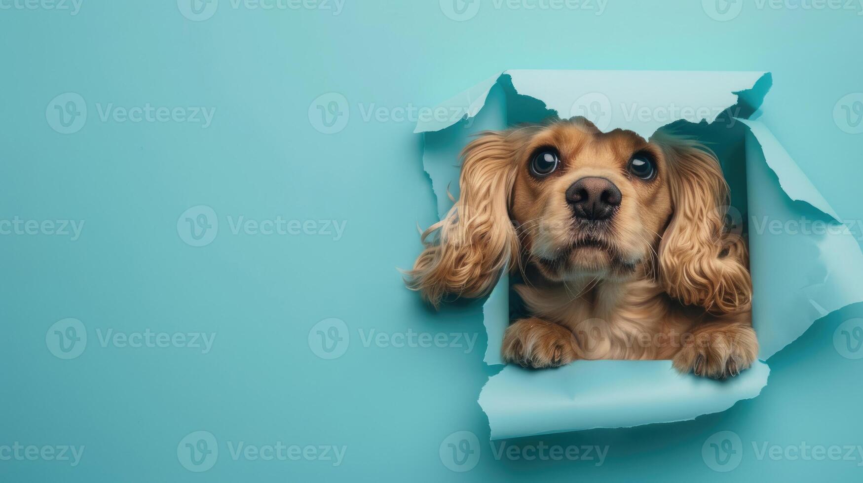 cute american cocker spaniel peeking through a hole photo