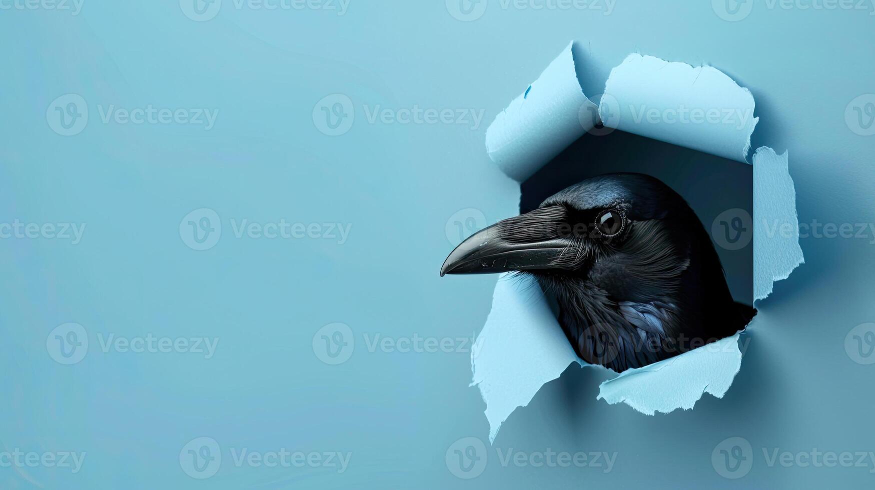 cute crow peeking through a hole photo