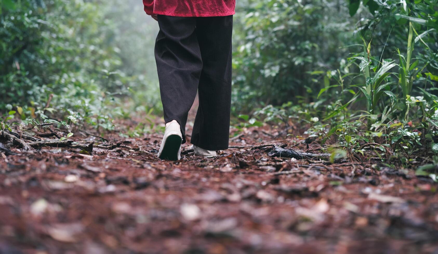 Close-up of woman feet walking through forest path photo