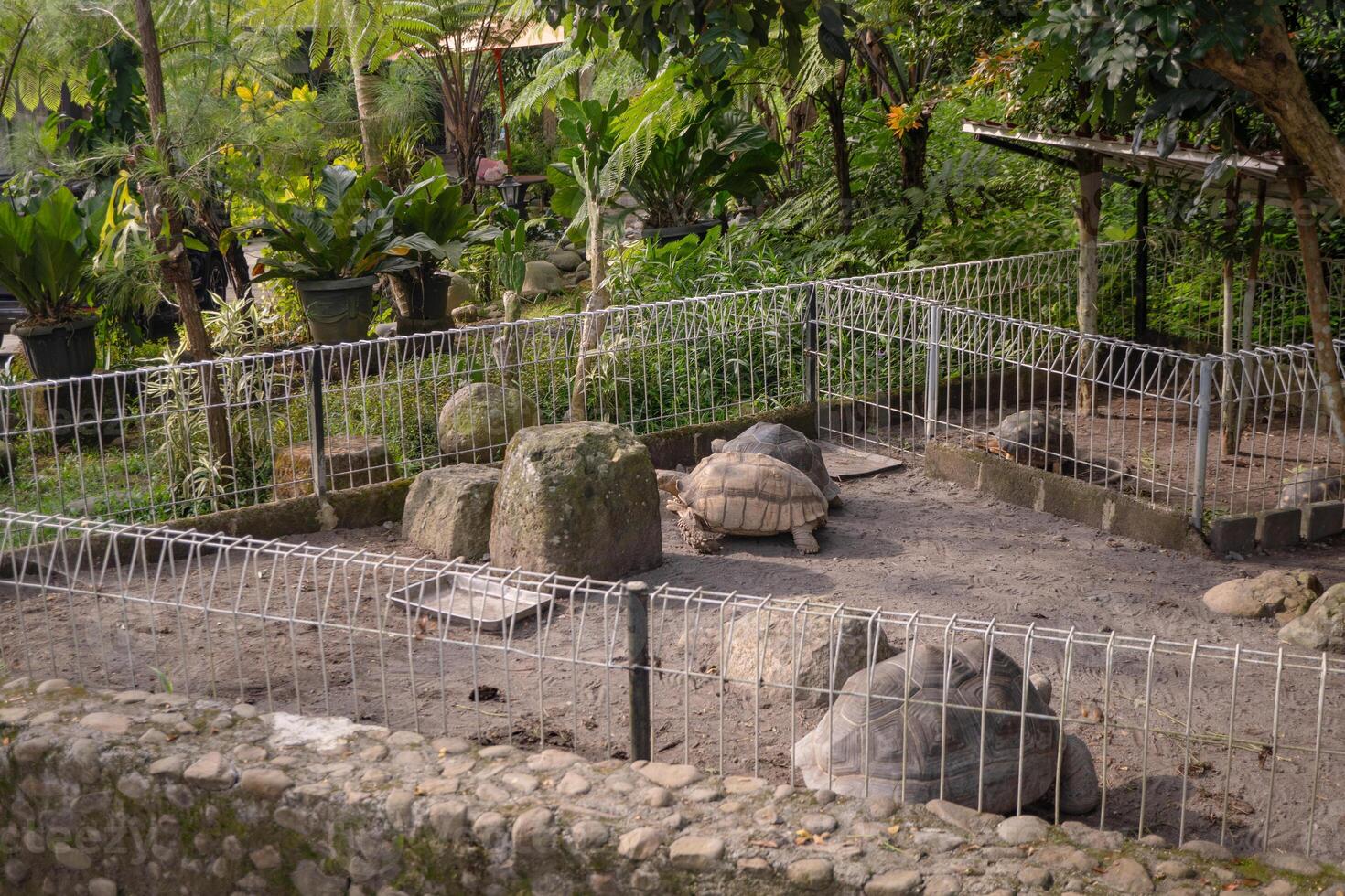 Giant Tortoise Enclosure in a Tropical Garden photo