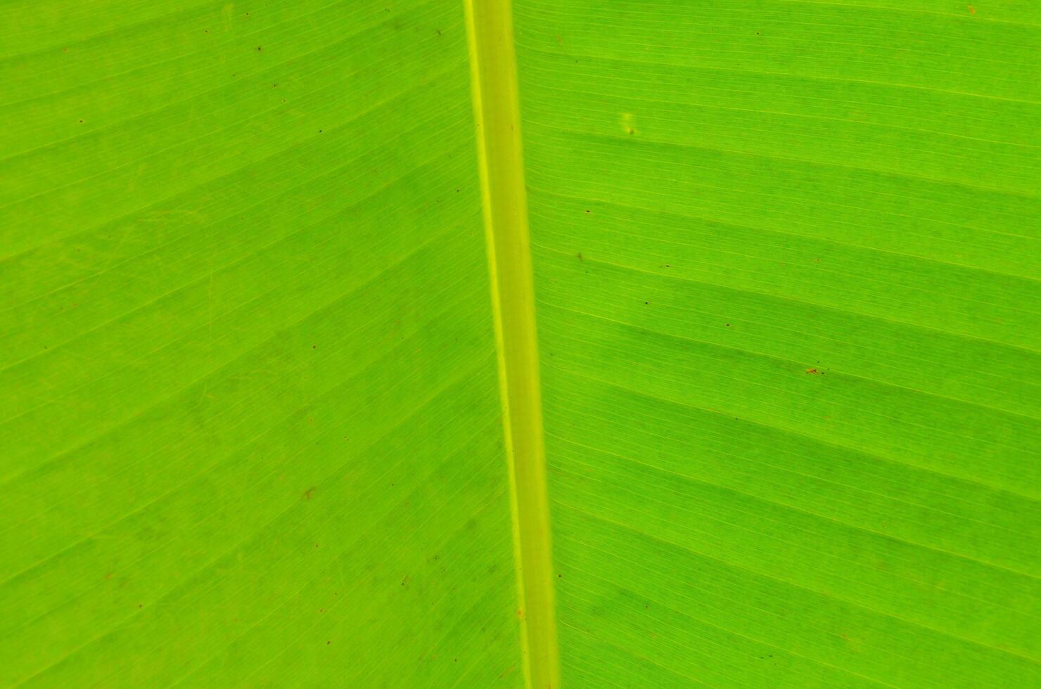 banana leaf background photo