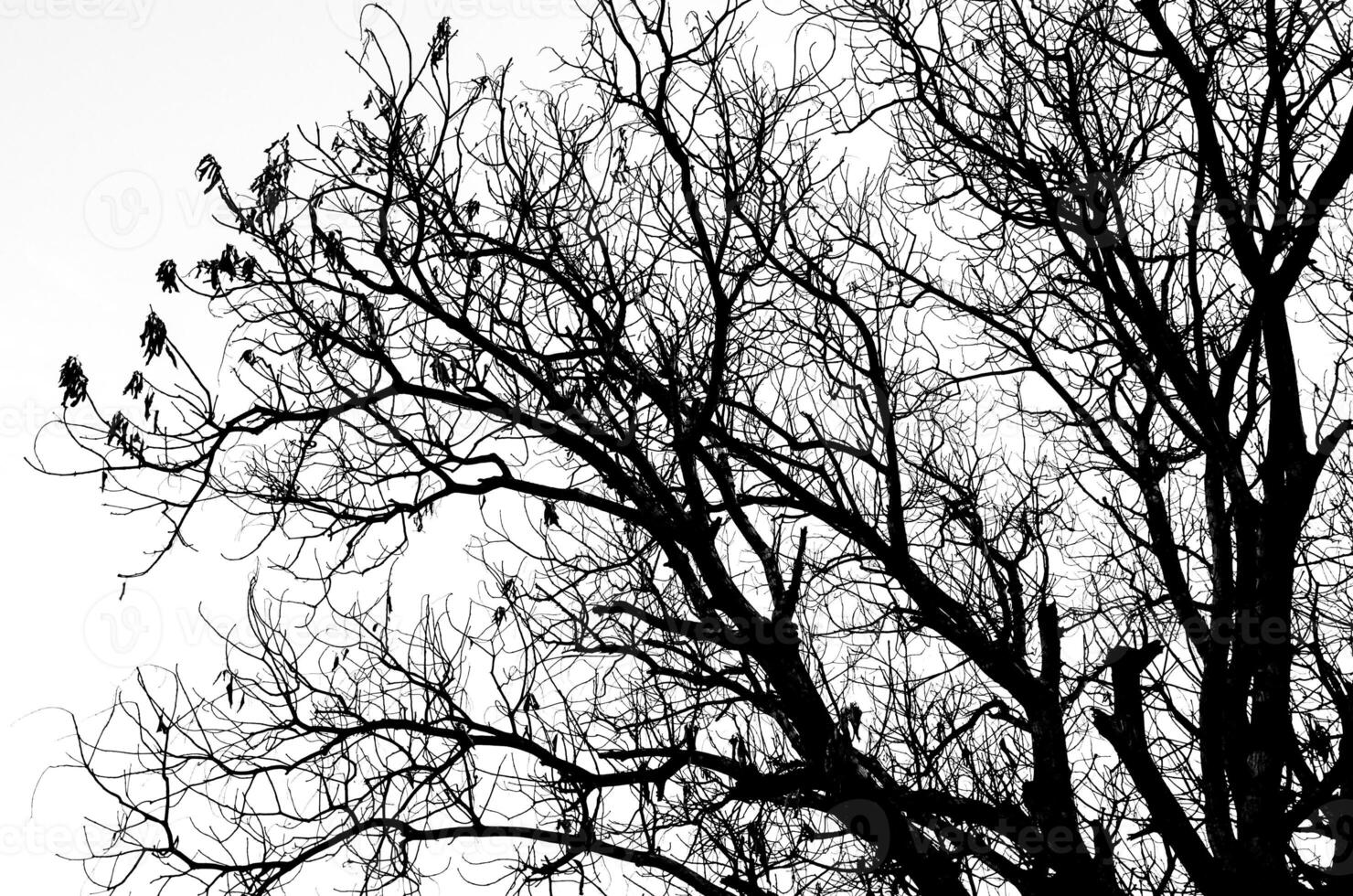 part of Dead tree silhouette without leafs isolated on white photo