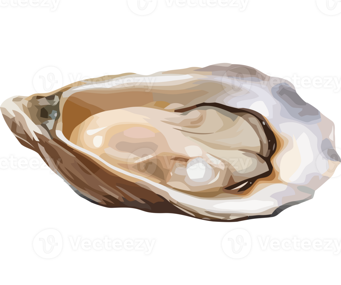 An open oyster icon on a transparency background png