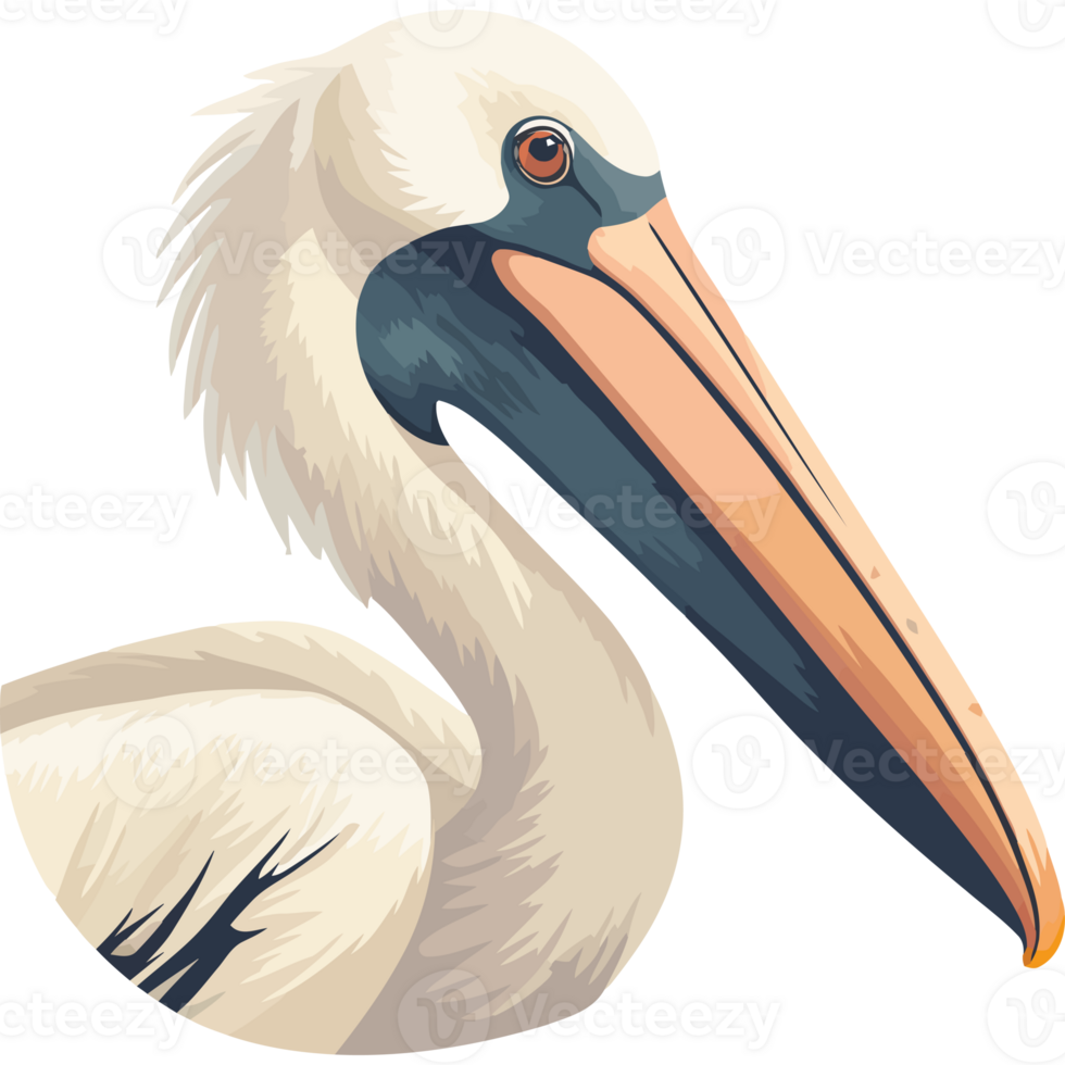 A pelican bird head with a long beak png