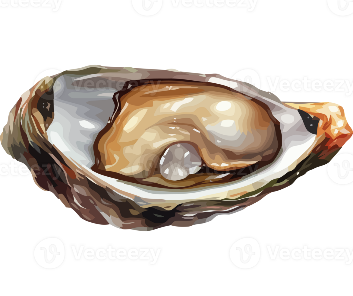 An open oyster on a transparency background png