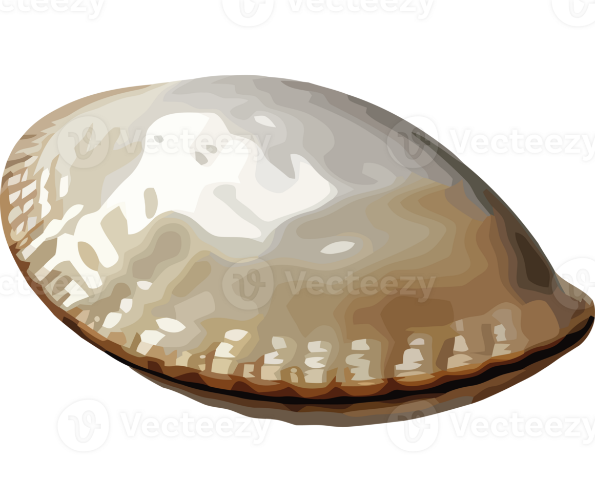 A brown shell on a transparency background png