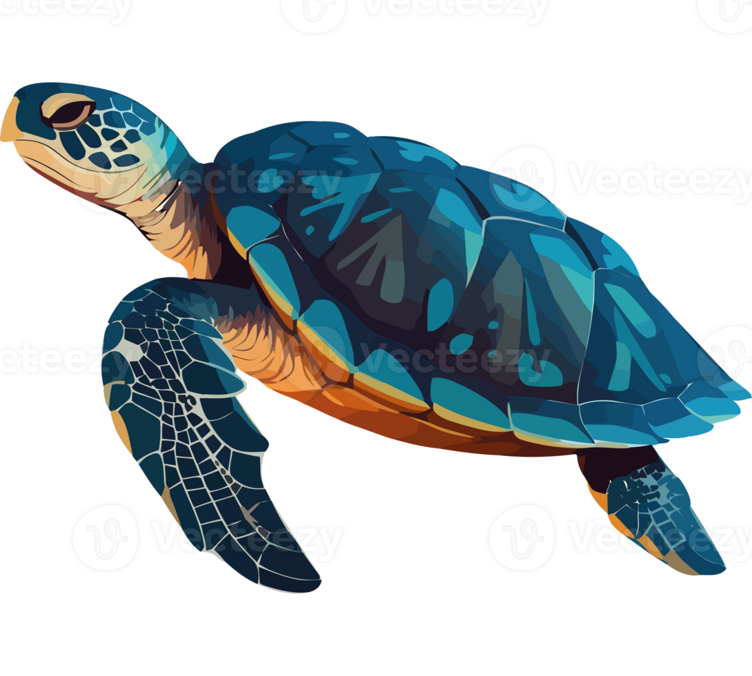 Sea turtle transparency png