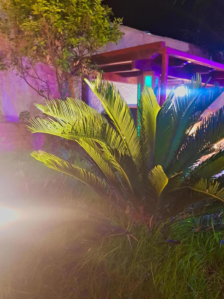 Serene beauty of a small palm tree illuminated in Nighttime mood photo